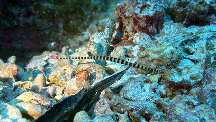 Buceo, filipinas, cebu, moalboal, peces, sardinas, tortugas, nudibranquios, pez, payaso, morena, oceano, viajes, travel, leisures, fotosub, subacuatico, mar, azul