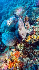 Buceo en Filipinas 2025