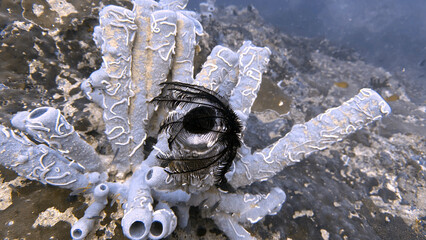 Buceo, filipinas, cebu, moalboal, peces, sardinas, tortugas, nudibranquios, pez, payaso, morena, oceano, viajes, travel, leisures, fotosub, subacuatico, mar, azul