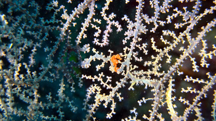 Buceo, filipinas, cebu, moalboal, peces, sardinas, tortugas, nudibranquios, pez, payaso, morena, oceano, viajes, travel, leisures, fotosub, subacuatico, mar, azul