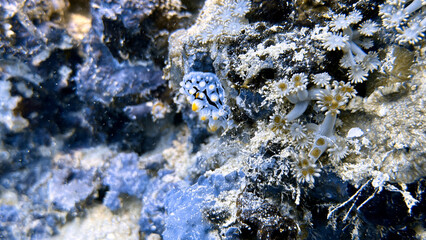 Buceo, filipinas, cebu, moalboal, peces, sardinas, tortugas, nudibranquios, pez, payaso, morena, oceano, viajes, travel, leisures, fotosub, subacuatico, mar, azul