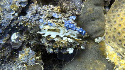 Buceo, filipinas, cebu, moalboal, peces, sardinas, tortugas, nudibranquios, pez, payaso, morena, oceano, viajes, travel, leisures, fotosub, subacuatico, mar, azul