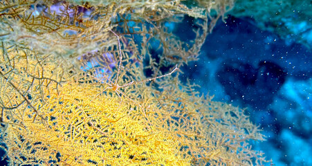 Buceo, filipinas, cebu, moalboal, peces, sardinas, tortugas, nudibranquios, pez, payaso, morena, oceano, viajes, travel, leisures, fotosub, subacuatico, mar, azul