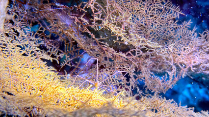 Buceo, filipinas, cebu, moalboal, peces, sardinas, tortugas, nudibranquios, pez, payaso, morena, oceano, viajes, travel, leisures, fotosub, subacuatico, mar, azul