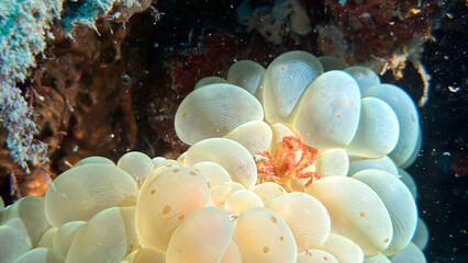 Buceo, filipinas, cebu, moalboal, peces, sardinas, tortugas, nudibranquios, pez, payaso, morena, oceano, viajes, travel, leisures, fotosub, subacuatico, mar, azul