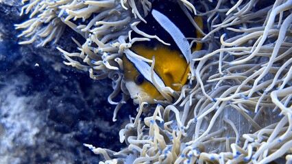 Buceo, filipinas, cebu, moalboal, peces, sardinas, tortugas, nudibranquios, pez, payaso, morena, oceano, viajes, travel, leisures, fotosub, subacuatico, mar, azul