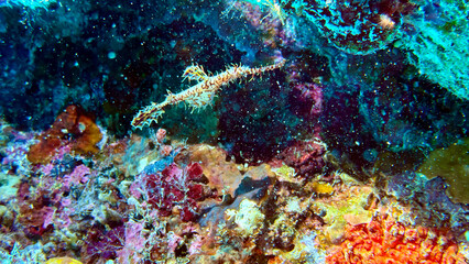 Buceo, filipinas, cebu, moalboal, peces, sardinas, tortugas, nudibranquios, pez, payaso, morena, oceano, viajes, travel, leisures, fotosub, subacuatico, mar, azul