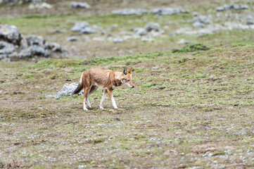 Ethiopian Wolf (Canis simensis), Bale mountains national park, Ethiopia