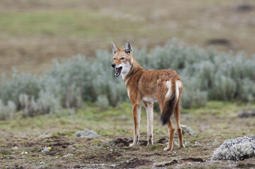 Ethiopian Wolf (Canis simensis), Bale mountains national park, Ethiopia