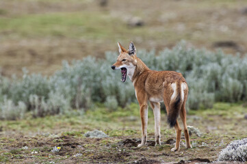 Ethiopian Wolf (Canis simensis), Bale mountains national park, Ethiopia