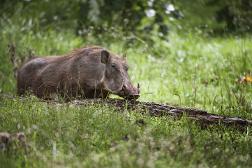 Eritrean Warthog (Phacochoerus africanus aeliani), Bale Mountains, Ethiopia