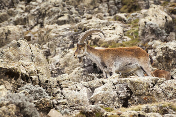 Walia Ibex (Capra walie), Simien mountains national park, Amhara region, North Ethiopia