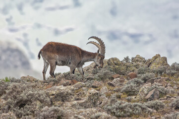 Walia Ibex (Capra walie), Simien mountains national park, Amhara region, North Ethiopia