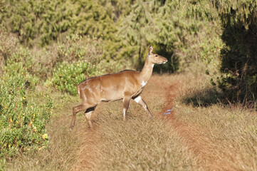 Mountain Nyala (Tragelaphus buxtoni) or Balbok, Bale Mountains, Ethiopia