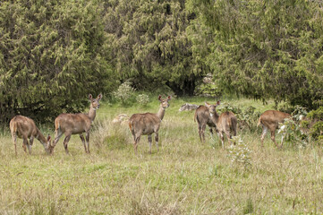 Mountain Nyalas (Tragelaphus buxtoni) or Balbok, Bale Mountains, Ethiopia