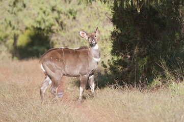 Mountain Nyala (Tragelaphus buxtoni) or Balbok, Bale Mountains, Ethiopia