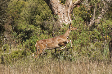 Female mountain Nyala (Tragelaphus buxtoni) or Balbok, Bale Mountains, Ethiopia