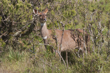Mountain Nyala (Tragelaphus buxtoni) or Balbok, Bale Mountains, Ethiopia