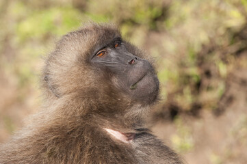 Gelada baboon (Theropithecus Gelada), Simien mountains national park, Amhara region, North Ethiopia