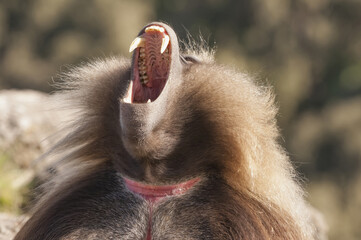 Gelada baboon (Theropithecus Gelada) displaying its teeth, Simien mountains national park, Amhara region, North Ethiopia