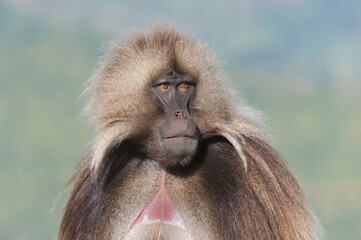 Gelada baboon (Theropithecus Gelada), Simien mountains national park, Amhara region, North Ethiopia