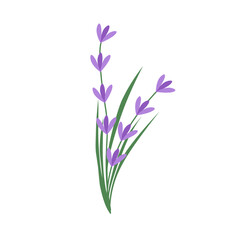 Illustration of lavender flowers. Lavender flowers with green leaves. Illustration of a lavender bouquet. Illustration of purple flowers