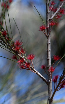 Red feathery female flowers and scale-like leaves of Australian native She Oak, Casuarina species, family Casuarinaceae.