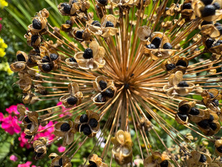 Close up of dried allium seed head with ripe seeds