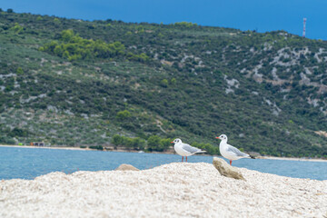 Morze Śródziemne, Chorwacja wybrzeże w rejonie Trogiru późnym latem. © Franciszek