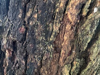 Detailed view of ancient tree bark revealing complex organic forms and resilient natural layers