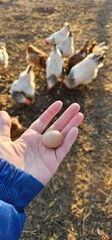 Fresh farm egg in hand with free range chickens © Diana