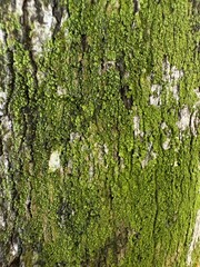 Vibrant emerald moss intricately cloaking rugged tree bark forming an organic textured pattern