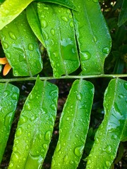 Vibrant Green Foliage Adorned with Glistening Raindrops in a Lush Botanical Setting Refreshing