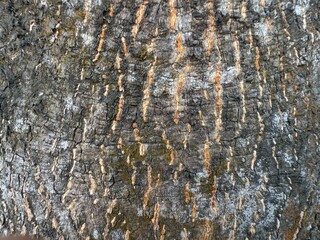 Natural bark texture featuring an aged pattern with attractive vertical brown streaks