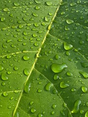 Vibrant verdant foliage showcasing delicate rain beads illuminating natural intricate patterns