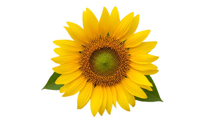 Fototapeta premium Sunflower isolated on transparent background with bright yellow petals and green center