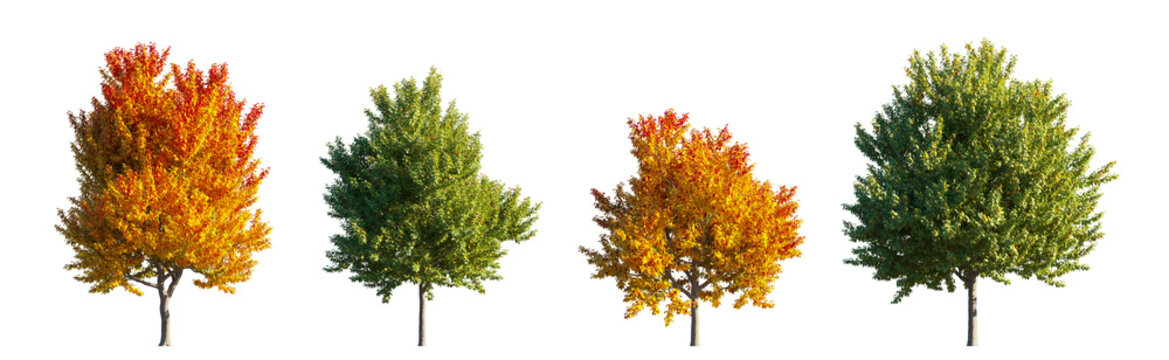 Acer Negundo (Boxelder Maple) green and yellow trees isolated PNG on a transparent background premium nature cutout