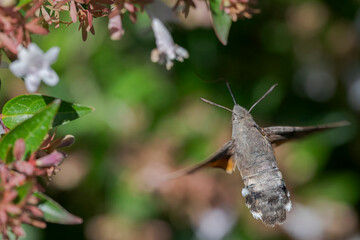 A hummingbird hawk-moth, Macroglossum stellatarum, feeding on the flowers of an Abelia plant. Photo taken in Colmenar Viejo, Madrid, Spain