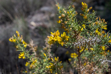 Bright yellow flowers of Ulex parviflorus, a legume family plant. Photo taken in Palancon ravine, Bayarcal, province of Almeria, Spain