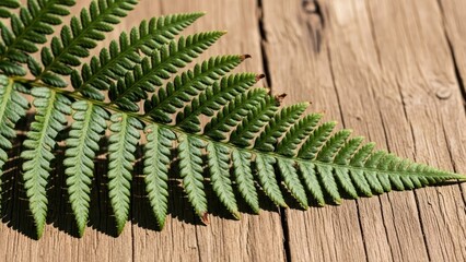 Naklejka premium Fern frond lying across a rough wooden surface; sunlight casting shadows