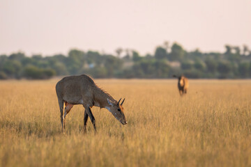 Naklejka premium wild adult male nilgai or blue bull or Boselaphus tragocamelus eating grass in open grassland or grass field Largest Asian antelope in natural scenic environment in safari at forest of central india