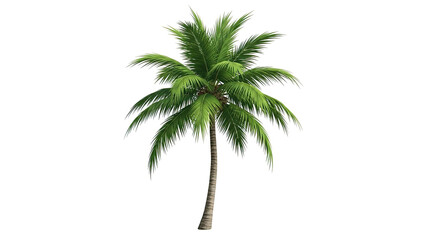 Obraz premium Tropical-Palm-Tree-With-Lush-Green-Fronds-and-Vibrant-Leaves-on-White-Background.png