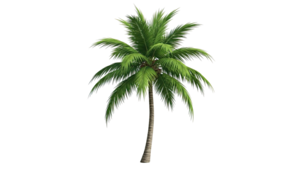 Tropical-Palm-Tree-With-Lush-Green-Fronds-and-Vibrant-Leaves-on-White-Background.png