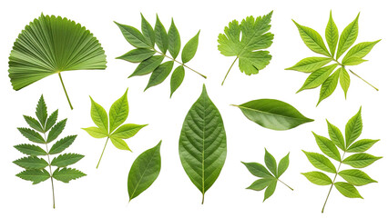 Variety-Ofgreen-Leaves-Different-Shapes-and-Types-Botanical-Nature-Collection-Organic-Leaf-Shapes-Arranged-on-White-Back.png