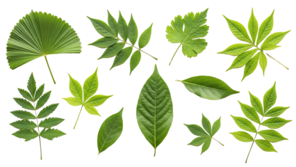 Variety-Ofgreen-Leaves-Different-Shapes-and-Types-Botanical-Nature-Collection-Organic-Leaf-Shapes-Arranged-on-White-Back.png