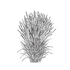 Cypress Tree Botanical Illustration Mediterranean Nature Art