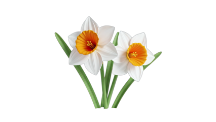 Daffodils Blooming on White Background