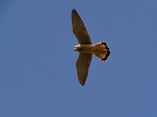 Turmfalke, Falco tinnunculus