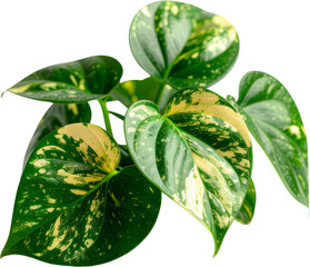 Golden pothos devil's ivy isolated on white background