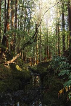 Os bosques